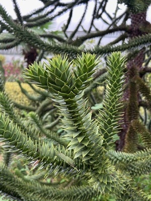 ARAUCARIA